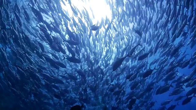 水肺杰克魚球在太平洋海底視頻素材