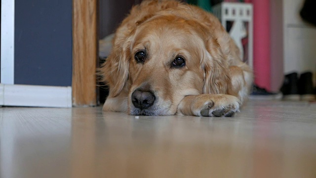 可爱的金毛猎犬睡在地板上视频下载