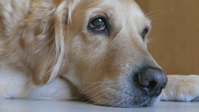华丽的金毛猎犬躺在家里的地板上视频下载