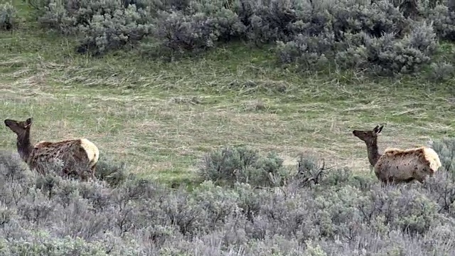 怀俄明州黄石国家公园，脱毛的雌麋鹿视频素材