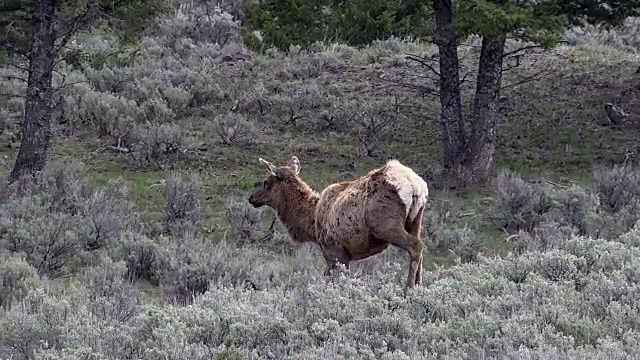 雌麋鹿在山艾树向左移动，春天在黄石国家公园，怀俄明州视频素材
