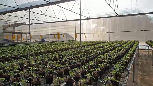 栽培番茄幼苗视频下载
