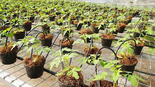 栽培番茄幼苗视频下载