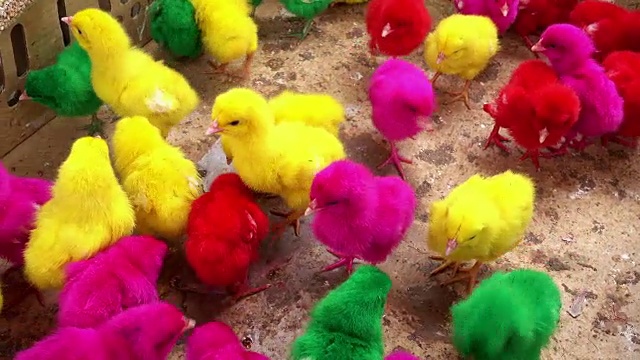 小鸡被染成不自然的颜色视频下载