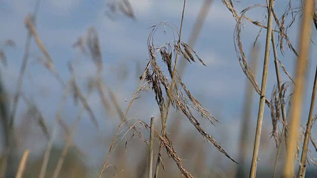 芦苇在风中摇摆的慢动作中景视频下载