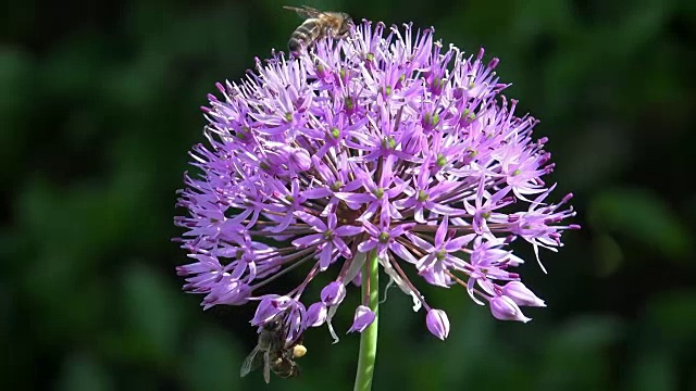 慢镜头拍摄葱紫色与蜜蜂的花蜜喂养视频下载
