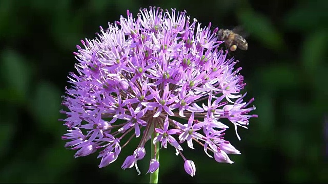 慢镜头拍摄葱紫色与蜜蜂喂食花蜜视频下载