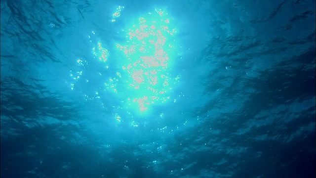 闪烁的阳光透过海面，加勒比海，巴哈马群岛视频下载