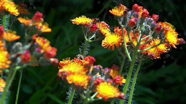 用慢镜头拍摄橙山楂与蜜蜂喂饲花蜜的画面视频下载