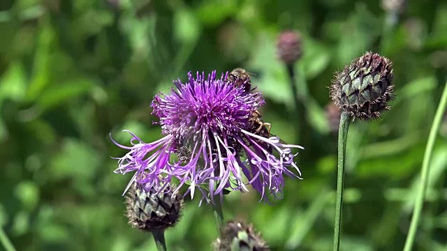 用蜜蜂的花蜜喂养黑矢车菊的CU镜头视频下载