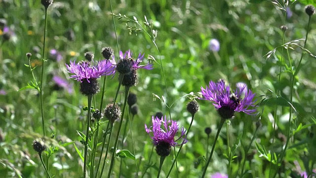 中等拍摄的黑矢车菊-矢车菊与大黄蜂的花蜜视频下载