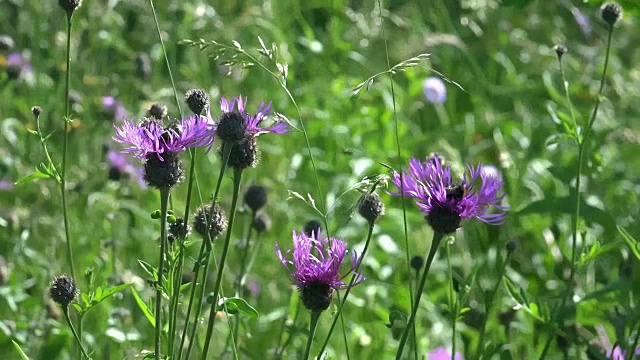 中等拍摄的黑矢车菊-矢车菊与大黄蜂的花蜜视频下载