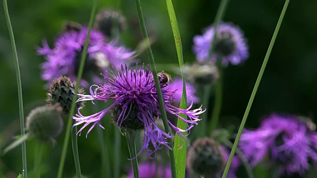 拍摄黑矢车菊-半人马尿素黑与蜜蜂的花蜜喂养视频下载