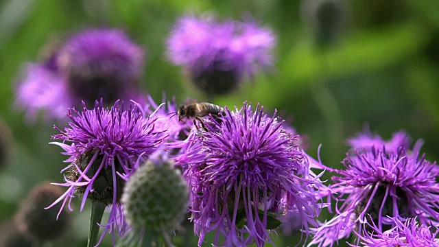 用慢镜头拍摄黑矢车菊-矢车菊与蜜蜂喂饲花蜜的画面视频下载