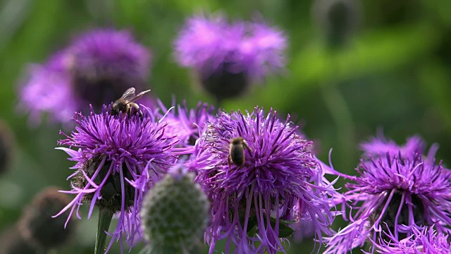 用慢镜头拍摄黑矢车菊-矢车菊与蜜蜂喂饲花蜜的画面视频下载
