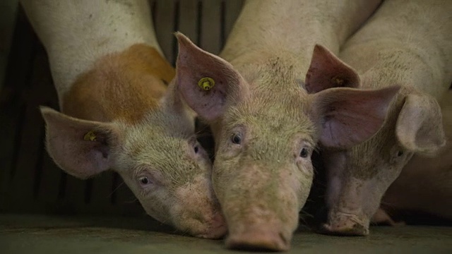 在北弗里斯兰，一个农民和他的猪在他自己的现代养猪场。视频下载