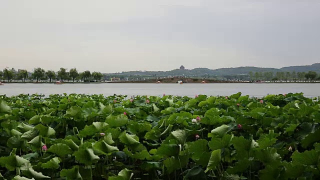 西湖上的白堤在夏天，中国杭州视频下载