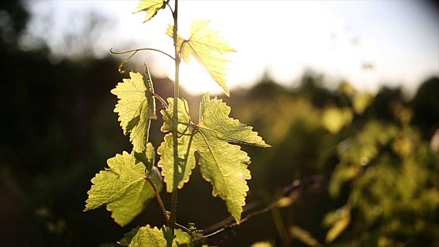 葡萄在阳光明媚的葡萄园里生长视频下载