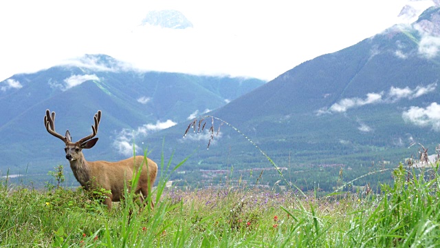 雨后，年轻的公麋鹿(马鹿)在山间草地上吃草视频素材