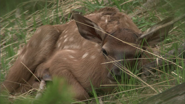 美国黄石公园，麋鹿(加拿大鹿)幼鹿躺在灌木丛中视频素材
