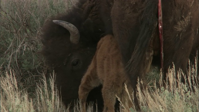 美国怀俄明州黄石公园，出生后正在哺乳的小野牛视频素材
