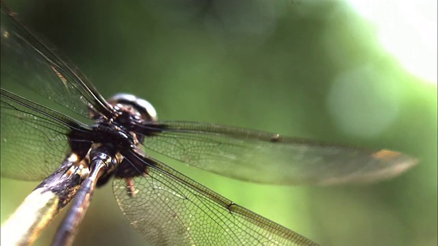 一只蜻蜓以慢动作拍打着翅膀。视频素材