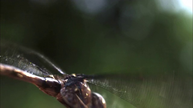 一只蜻蜓以慢动作拍打着翅膀。视频素材