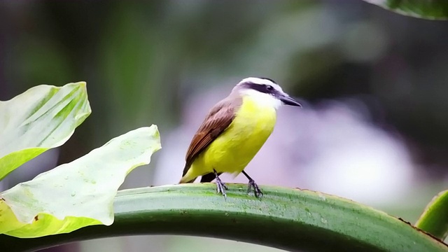 巴西里约热内卢的黄腹鸟栖息在绿色的茎上。视频素材