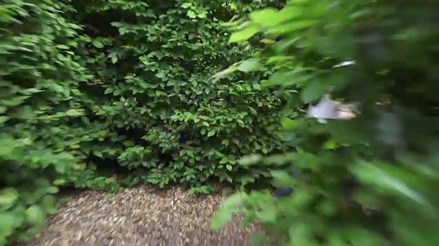 一个小男孩跑过树篱迷宫视频下载