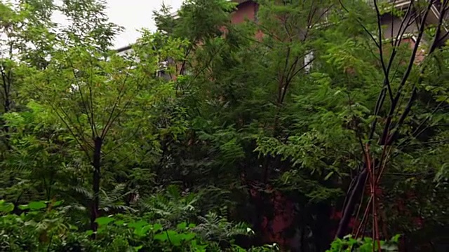 花园里的雨，慢镜头视频下载