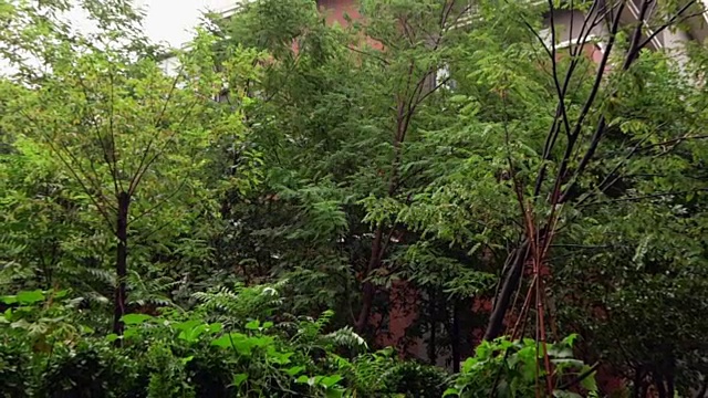 花园里的雨，慢镜头视频下载