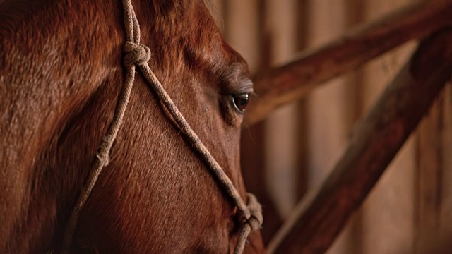 一只棕色的马的肖像视频素材