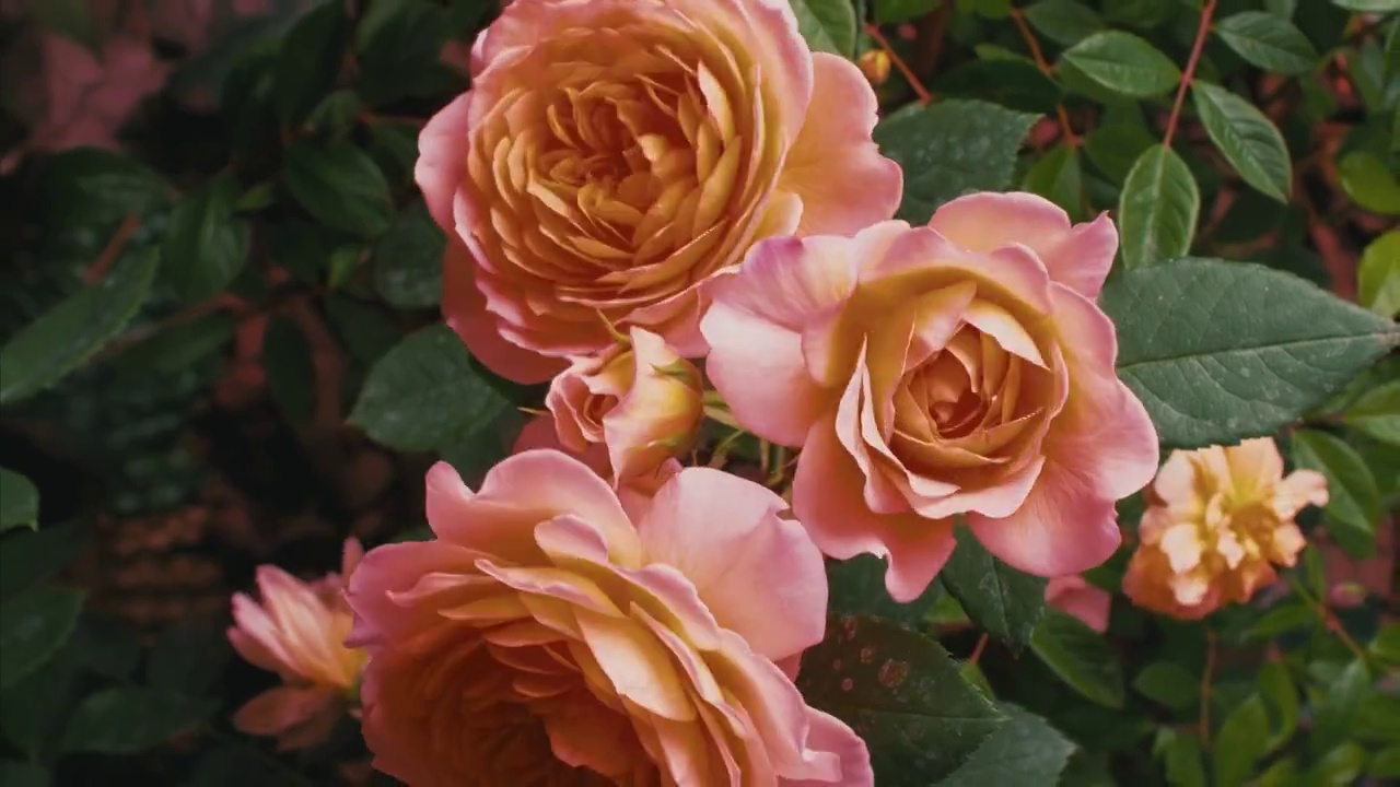 盛開的玫瑰(4K延時)視頻素材