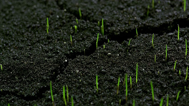 極端近距離的時間，草發芽的土壤視頻素材