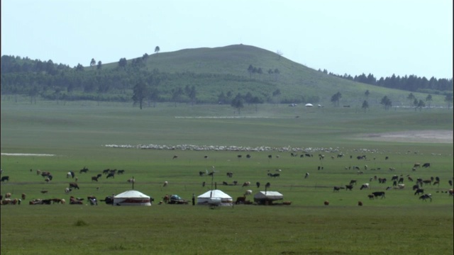 中国内蒙古大草原上，靠近蒙古包的马、牛、羊群视频下载