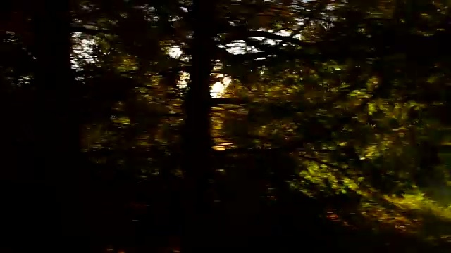 森林和樹木透過車窗視頻素材