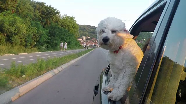 小狗把頭伸出行駛中的汽車視頻素材