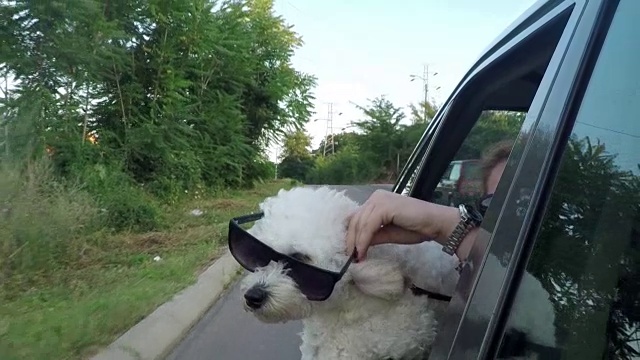 戴著墨鏡往車窗外看的搞笑狗視頻素材