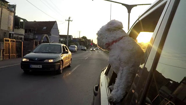 狗在公路旅行視頻素材