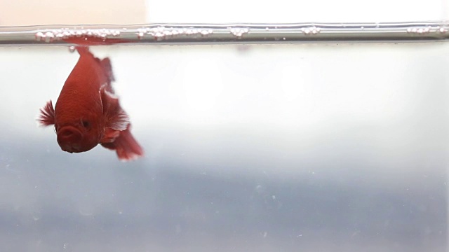 五颜六色的斗鱼在水中游泳，暹罗斗鱼视频下载
