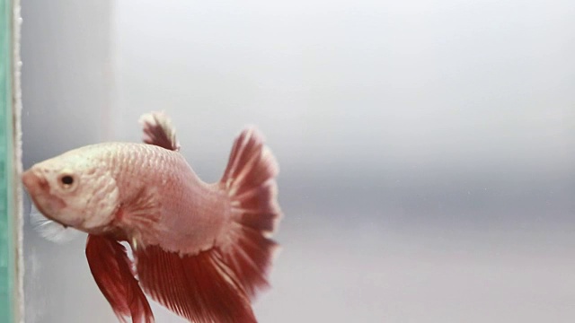 五颜六色的斗鱼在水中游泳，暹罗斗鱼视频下载