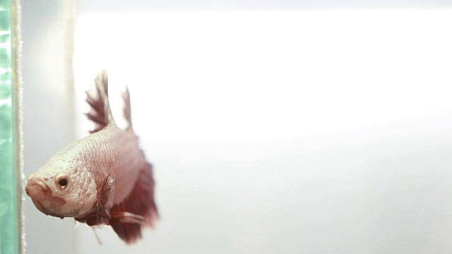 五颜六色的斗鱼在水中游泳，暹罗斗鱼视频素材