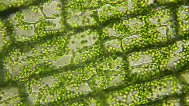 植物細胞的葉綠體移動，微觀視圖視頻素材