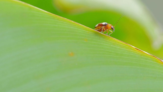 瓢虫在绿叶上视频素材