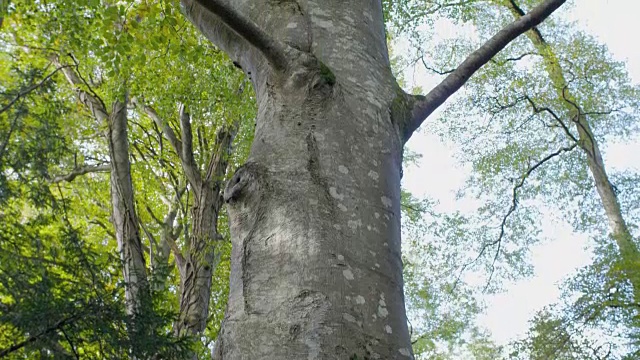 倾斜向上看，老树在秋天的森林，北爱尔兰视频下载