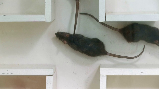 迷宫里的实验鼠视频下载