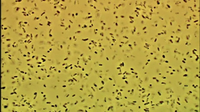 “细菌,光学显微镜”视频下载
