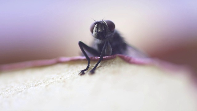 慢镜头:苍蝇家蝇昆虫宏视频下载