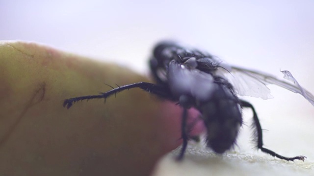 慢镜头:苍蝇家蝇昆虫宏视频下载