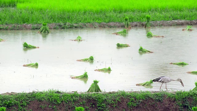 雨中稻田里的鸟视频素材